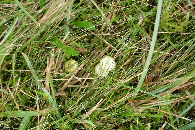 TAOU-20121024DSC00214 kopiëren-verblekende-wasplaat.JPG